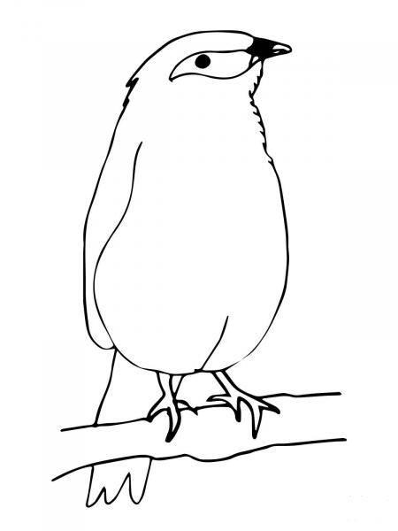 Mynah Bird coloring page image