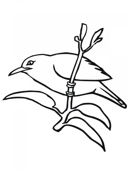 Mynah coloring page image