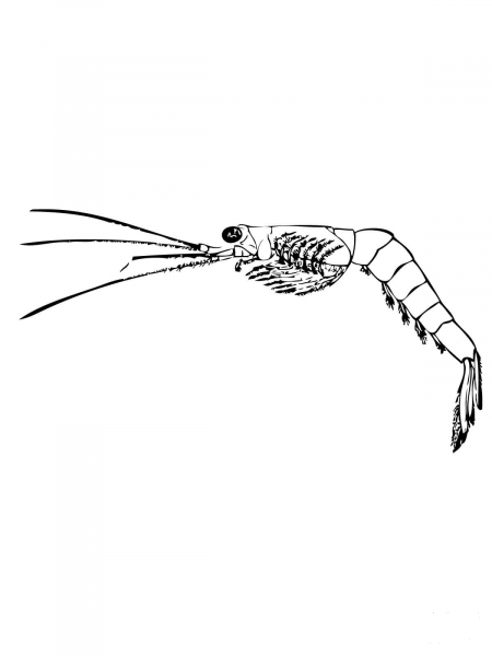 Mysida or Opossum Shrimp coloring page image