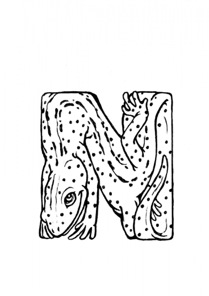 N is for Newt coloring page image