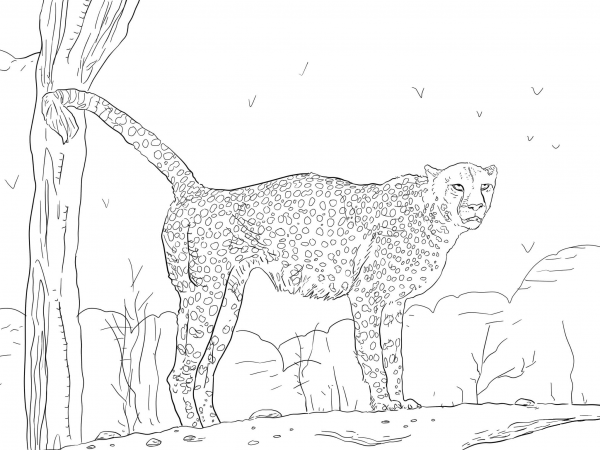 Namibian Cheetah coloring page image