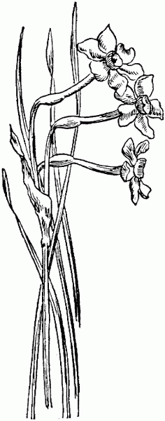 Narcissus 5 coloring page image