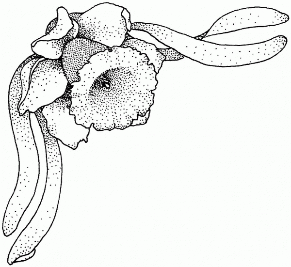 Narcissus 9 coloring page image