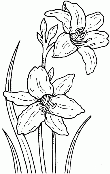 Narcissus coloring page image