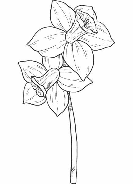 Narcissus coloring page image