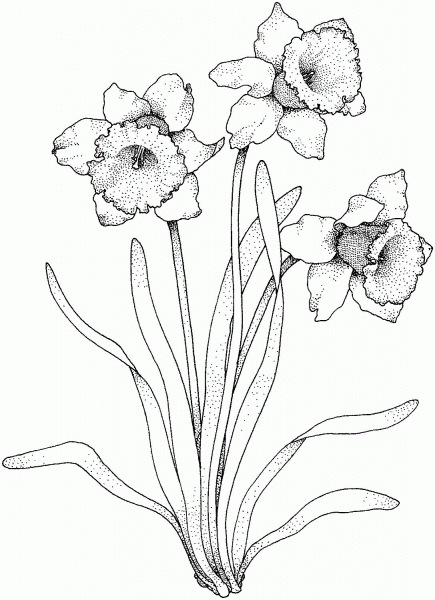 Narcissus coloring page image