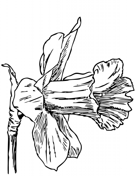 Narcissus coloring page image