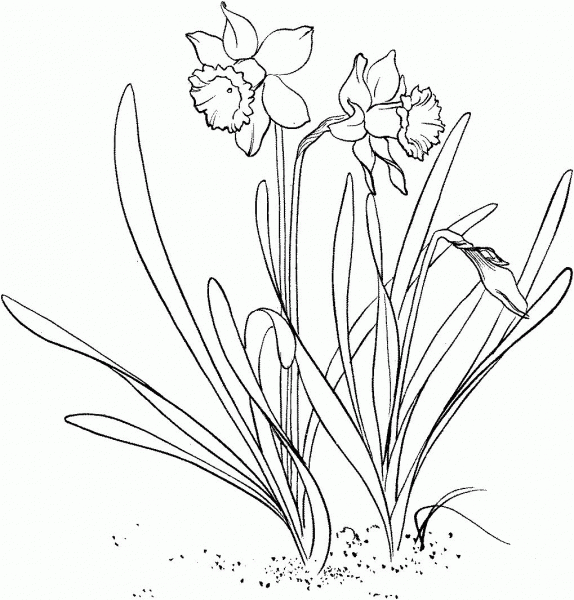 Narcissus pseudonarcissus or wild daffodil or Lent lily coloring page image