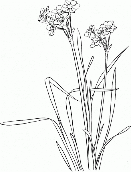 Narcissus tazetta coloring page image