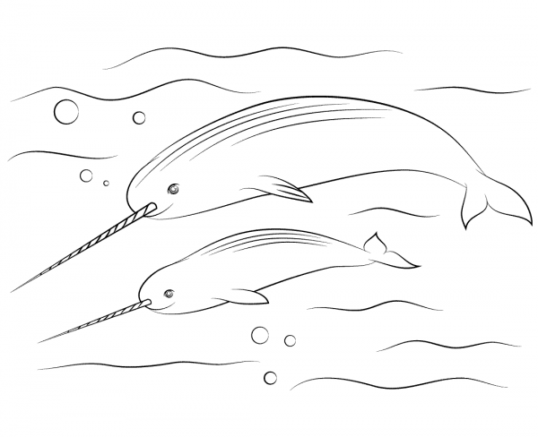 Narwhal with Cute Calve coloring page image