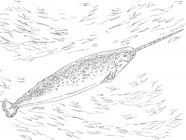 Narwhale coloring page image