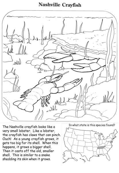 Nashville Crayfish coloring page image