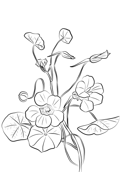 Nasturtium coloring page image