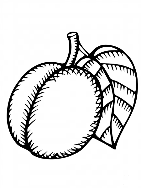 Nectarine coloring page image