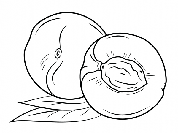 Nectarine coloring page image