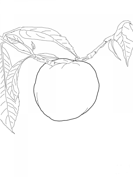 Nectarine on a Tree coloring page image