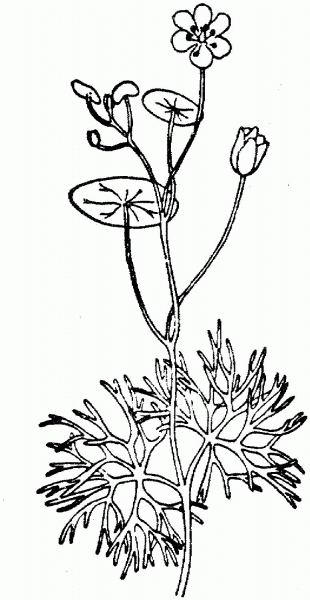 Nelumbo lutea or American lotus coloring page image