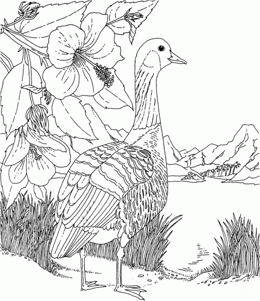 Nene and Hibiscus Hawaii State Bird and Flower coloring page image
