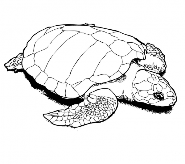 Nesting Kemp’s Ridley Sea Turtle coloring page image
