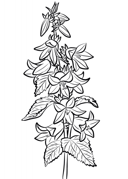 Nettle-leaved Bellflower coloring page image
