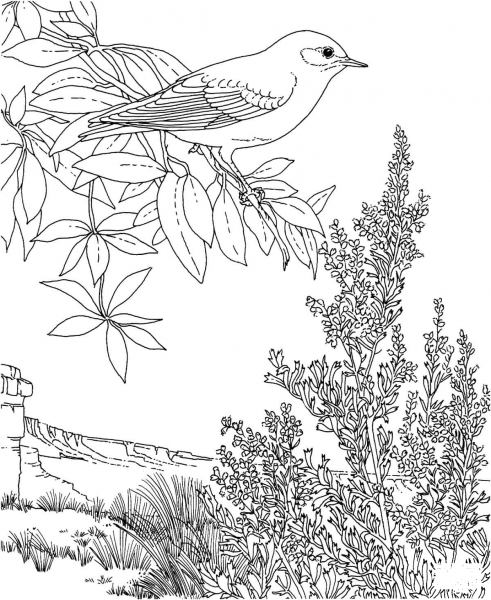 Nevada Mountain Bluebird and Sagebrush coloring page image