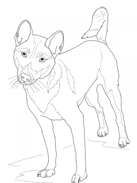 New Guinea Singing Dog coloring page image