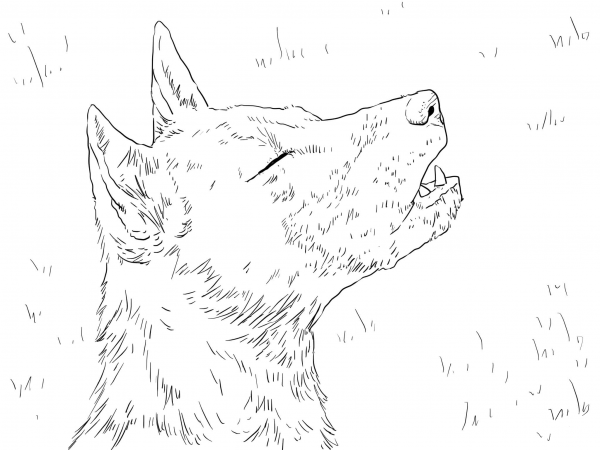 New Guinea Singing Dog Portrait coloring page image
