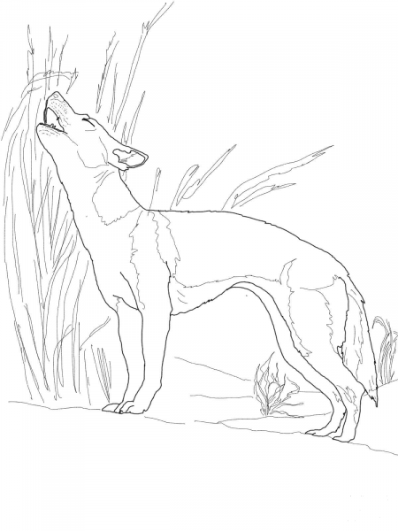 New Guinea Singing Dog Singing coloring page image