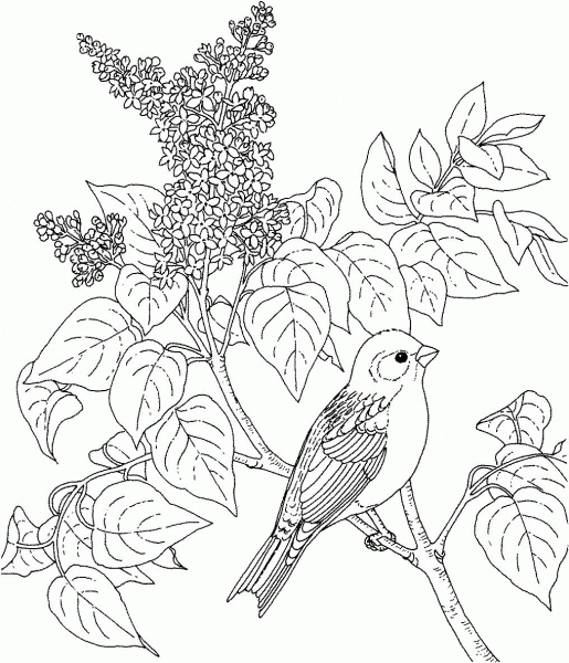 New Hampshire Purple Finch and Purple Lilac coloring page image