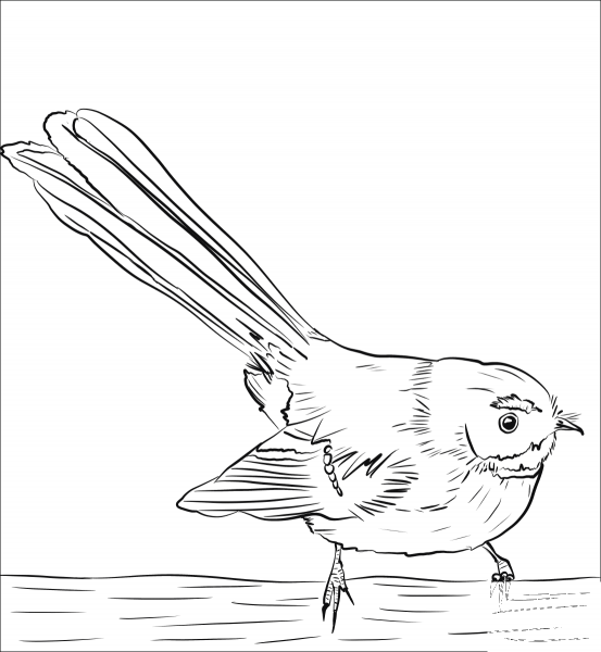 New Zealand Fantail coloring page image