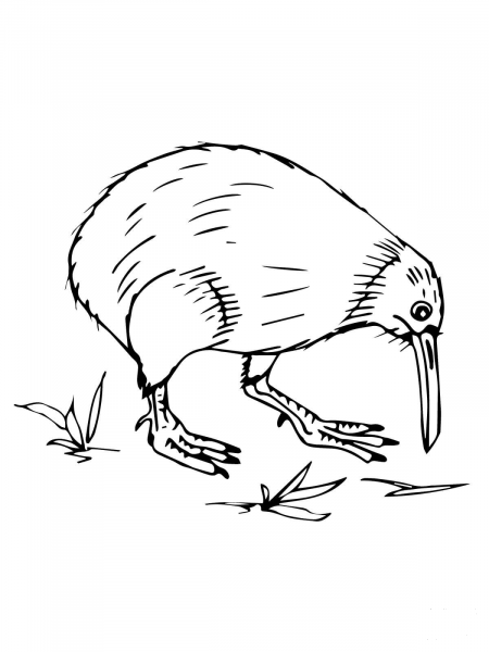 New Zealand Kiwi coloring page image