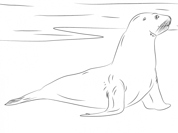 New Zealand Sea Lion coloring page image