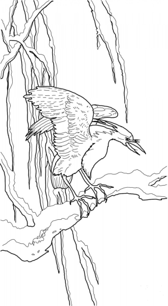 Night Heron by Ohara Koson coloring page image