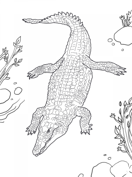 Nile Crocodile coloring page image