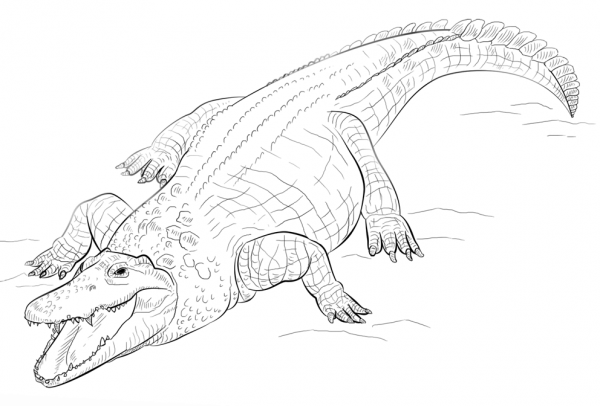 Nile Crocodile coloring page image