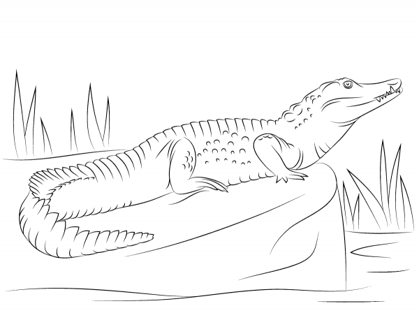 Nile Crocodile Side View coloring page image