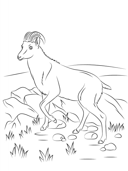 Nilgiri Tahr Wild Goat coloring page image