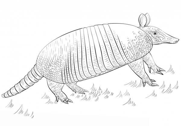 Nine-banded armadillo coloring page image