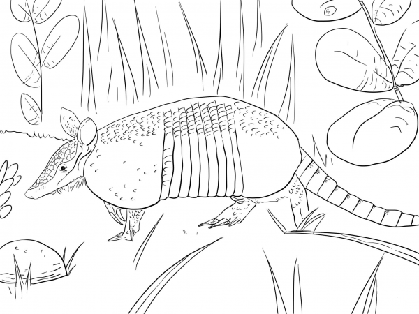 Nine Banded Armadillo coloring page image
