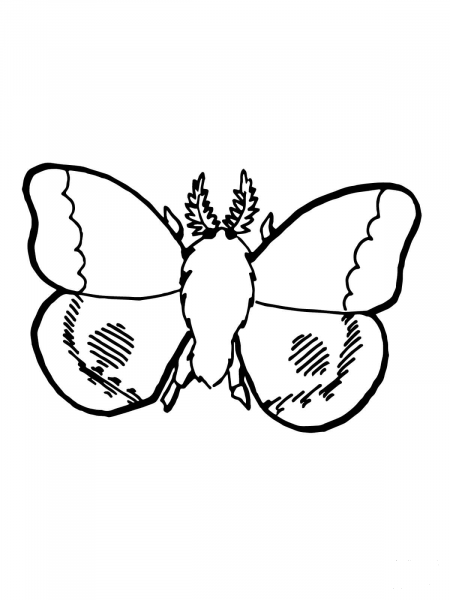 Nocturnal Moth coloring page image