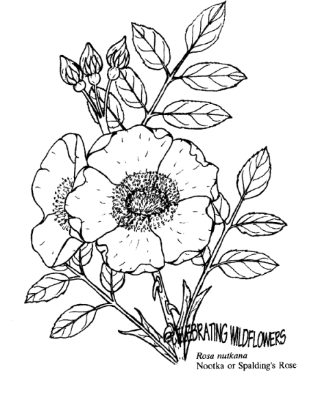 Nootka rose coloring page image