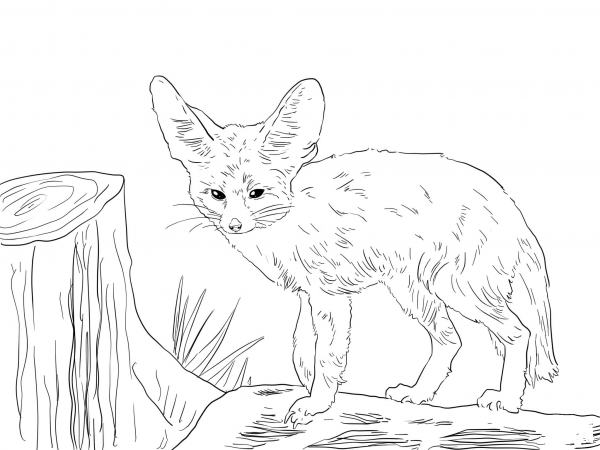 North African Fennec Fox coloring page image