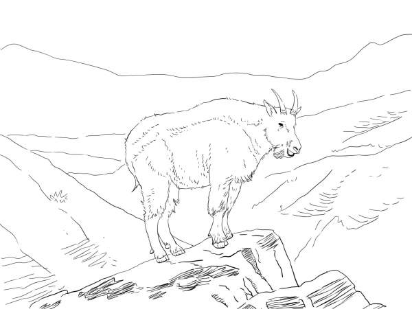 North America Mountain Goat coloring page image