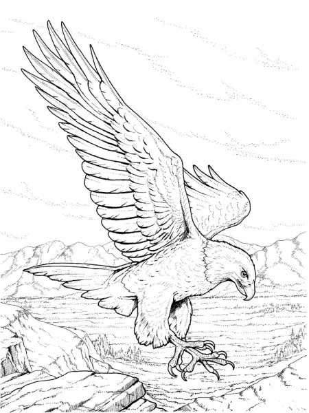 North American Bald Eagle coloring page image