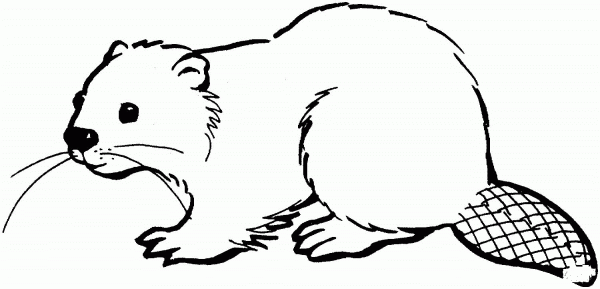 North American Beaver coloring page image