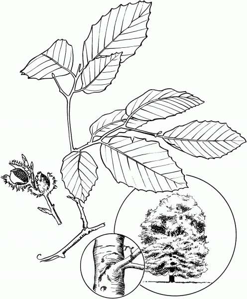 North American Beech coloring page image