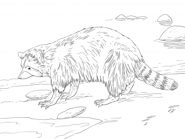 North American Common Raccoon coloring page image