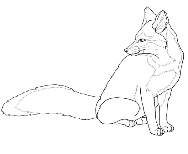 North American Gray Fox coloring page image