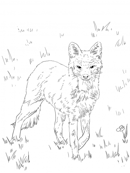 North American Grey Fox coloring page image