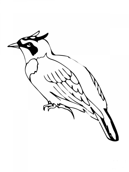North American Horned Lark coloring page image